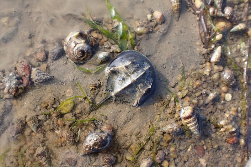 稚鲎栖息在泥滩地，失去滩地，也就失去赖以为生的居所。